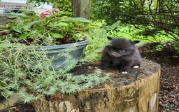 Pomeranian dogs for sale: Pebbles - Image 7