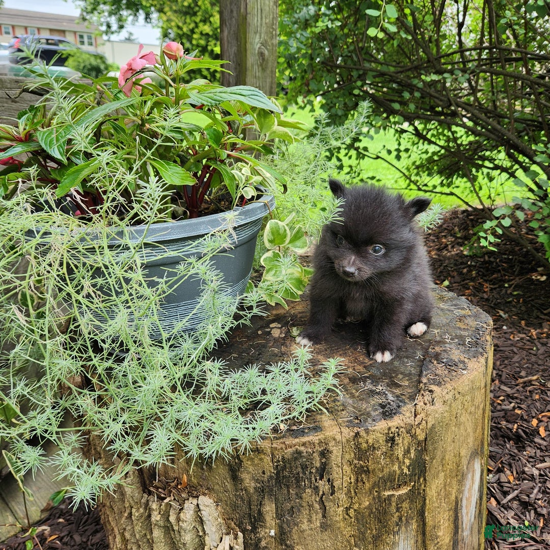 Pomeranian dogs for sale: Pebbles - Image 7
