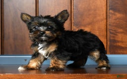 Yorkshire Terrier dogs for sale: Annabelle - Image 8