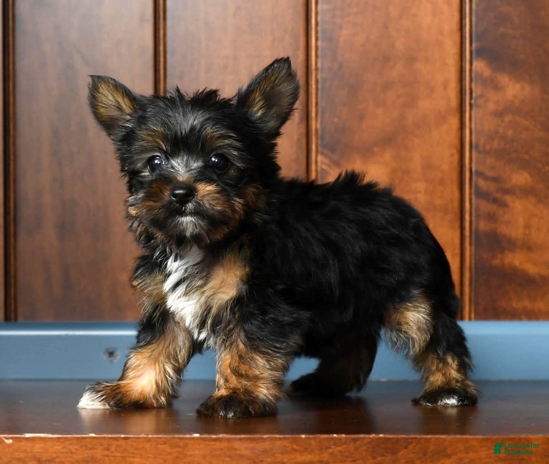 Yorkshire Terrier dogs for sale: Annabelle - Image 8