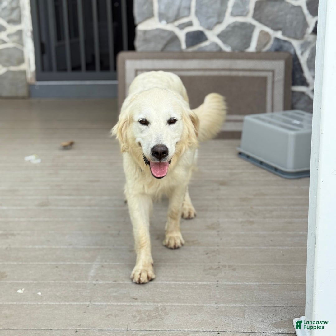 Goldendoodle dogs for sale: Justen - Image 12
