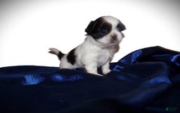 Shih Tzu dogs for sale: Tiny Jewel - Image 1