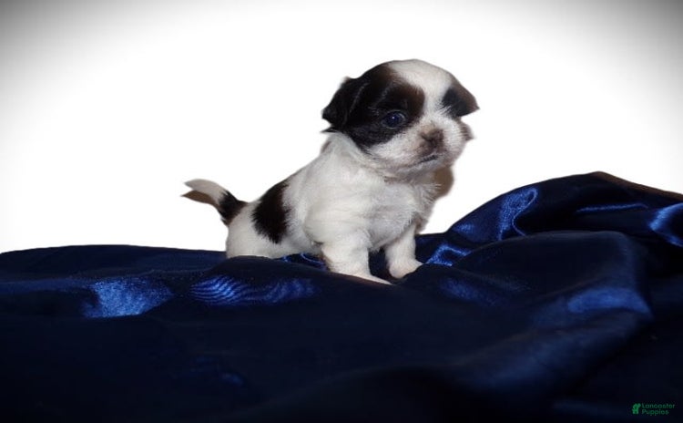 Shih Tzu dogs for sale - Ad 4