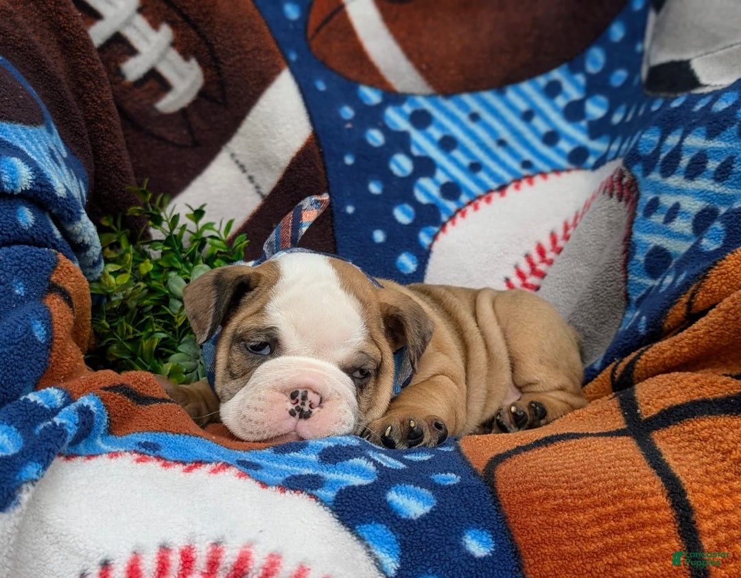 Olde English Bulldogge dogs for sale: Harper - Image 16