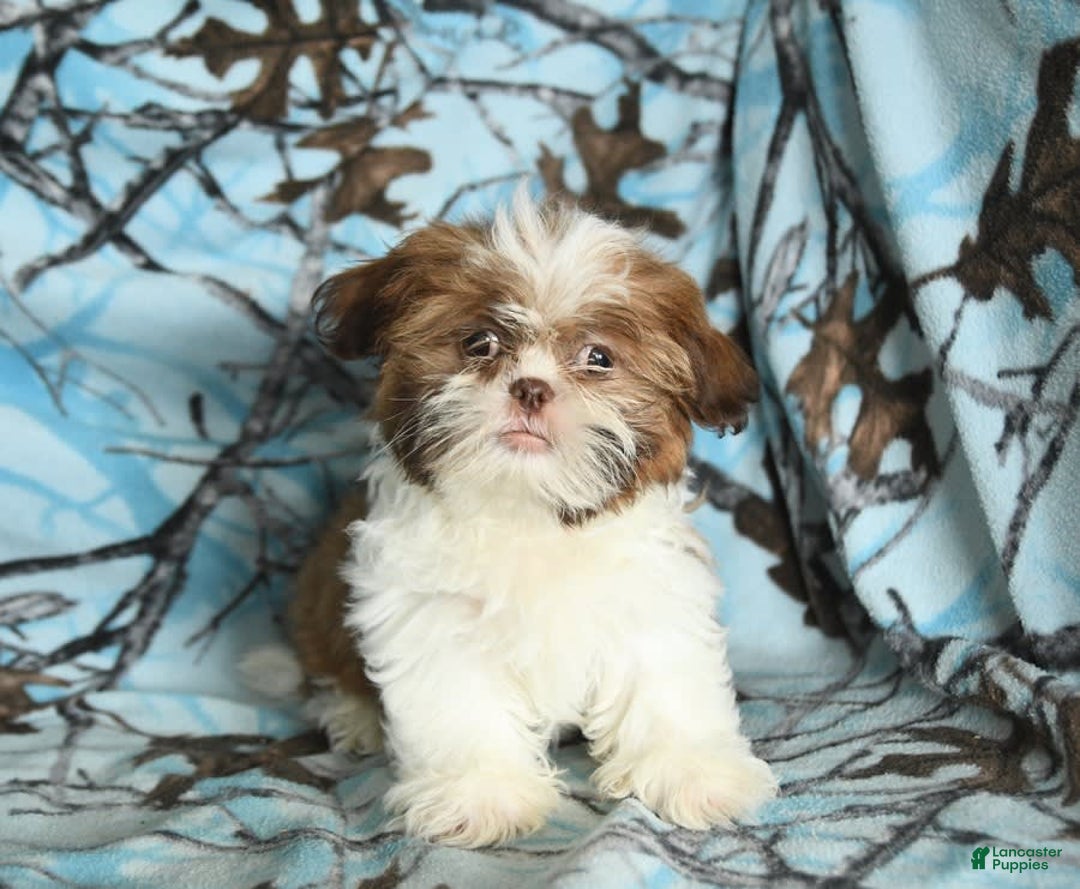 Shih Tzu dogs for sale: Charlie - Image 8
