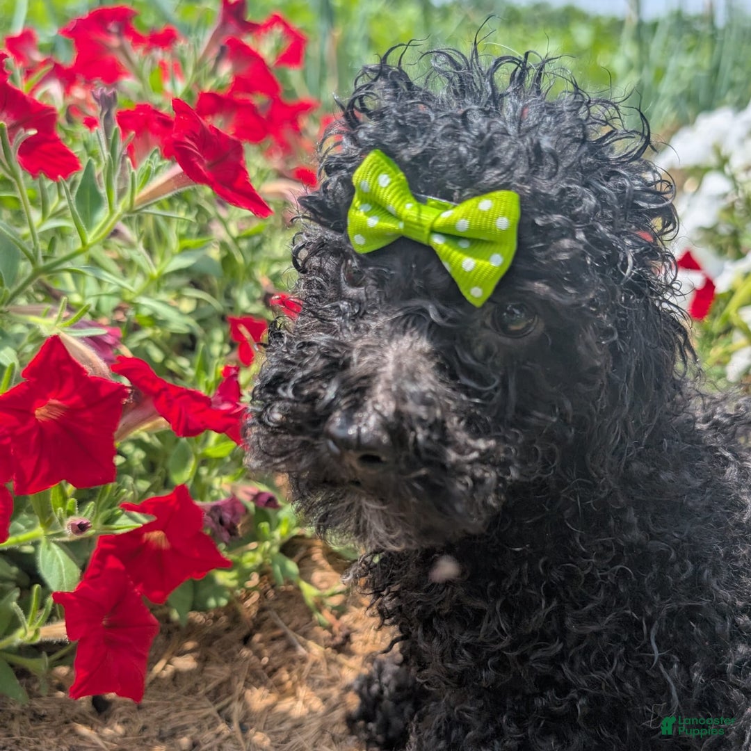 Toy Poodle dogs for sale: Toy Poodle 4 puppies - Image 13