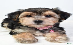 Morkie dogs for sale: Allie - Image 6