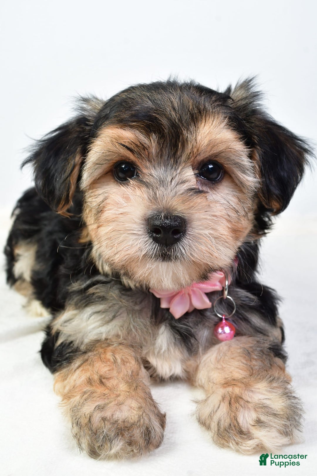 Morkie dogs for sale: Allie - Image 6