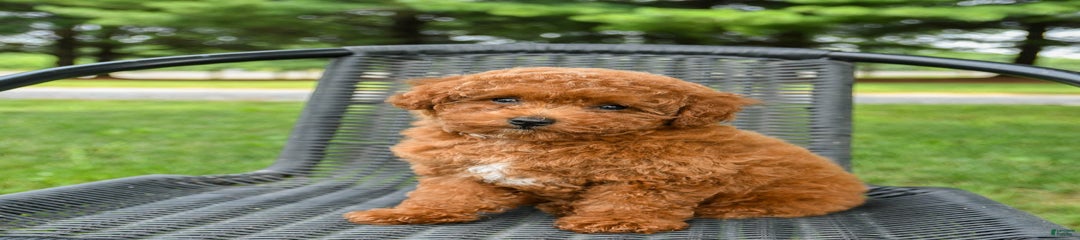 Maple