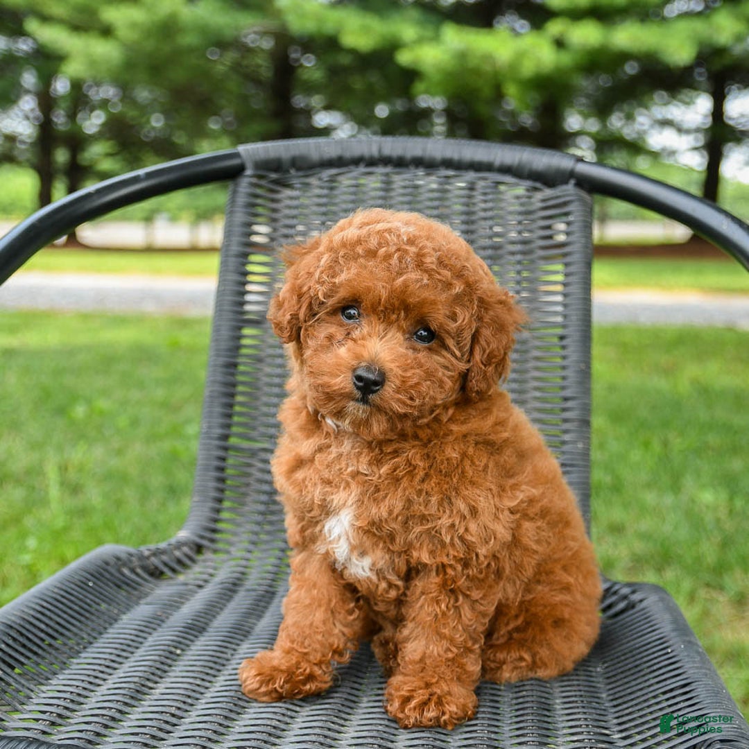 Toy Poodle dogs for sale: Maple - Image 2