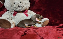 Miniature Dachshund dogs for sale: PUDDIN - Image 7