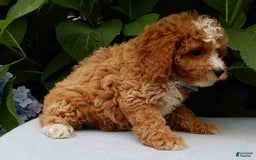 Cavapoo dogs for sale: Ace - Image 3