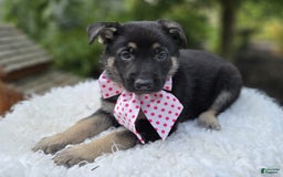 German Shepherd dogs for sale: Teresa - Image 2