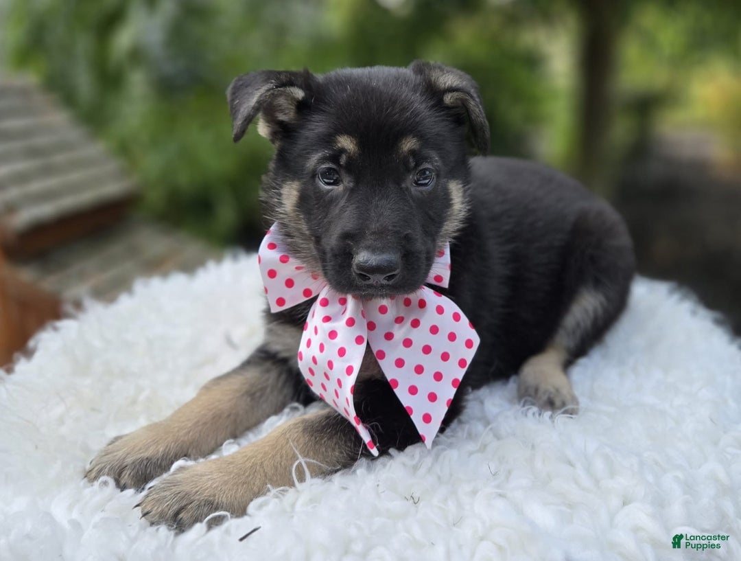 German Shepherd dogs for sale: Teresa - Image 2