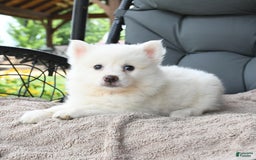 American Eskimo dogs for sale: Forrest - Image 3