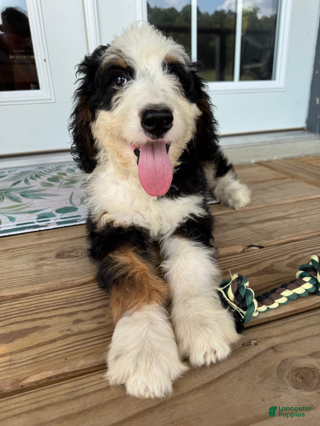 Bernedoodle dogs for sale: Honey - Image 3