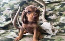 Bloodhound dogs for sale: Minnie - Image 1