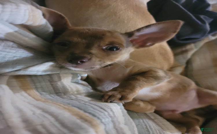 Chihuahua dogs for sale - Ad 1