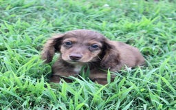Miniature Dachshund dogs for sale: Dexter - Image 6