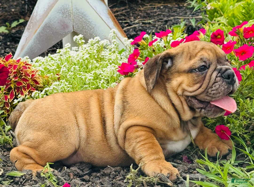 English Bulldog dogs for sale: Andrew - Image 2