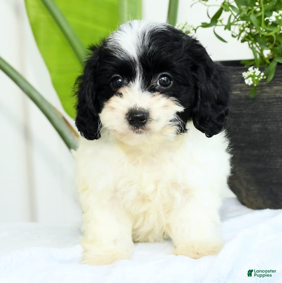 Cavapoo dogs for sale: Gloria - Image 9