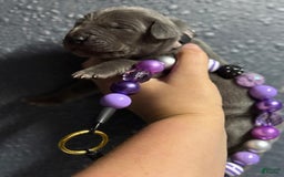 Great Dane dogs for sale: Blue Female Lilac Collar - Image 2