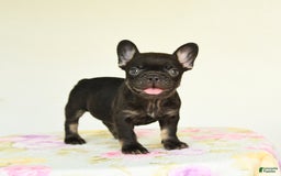 French Bulldog dogs for sale: Holly - Image 2