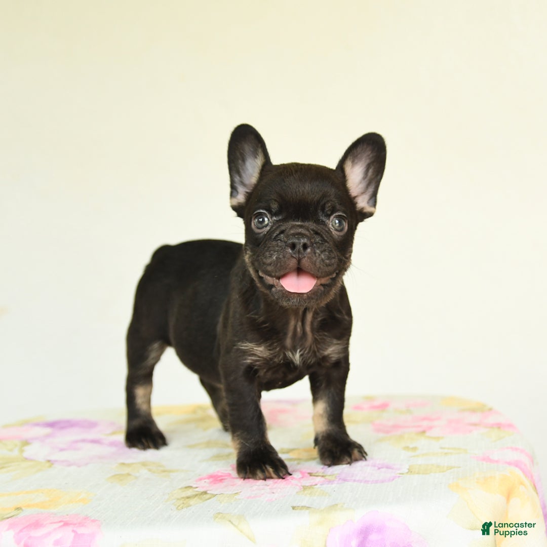 French Bulldog dogs for sale: Holly - Image 2