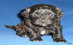 Shihpoo dogs for sale: Toby - Image 5