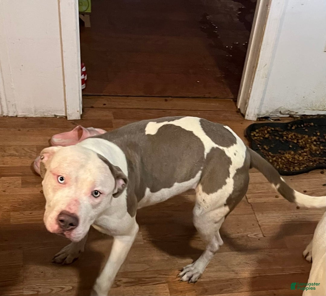 American Bully dogs for sale: Charlie - Image 10