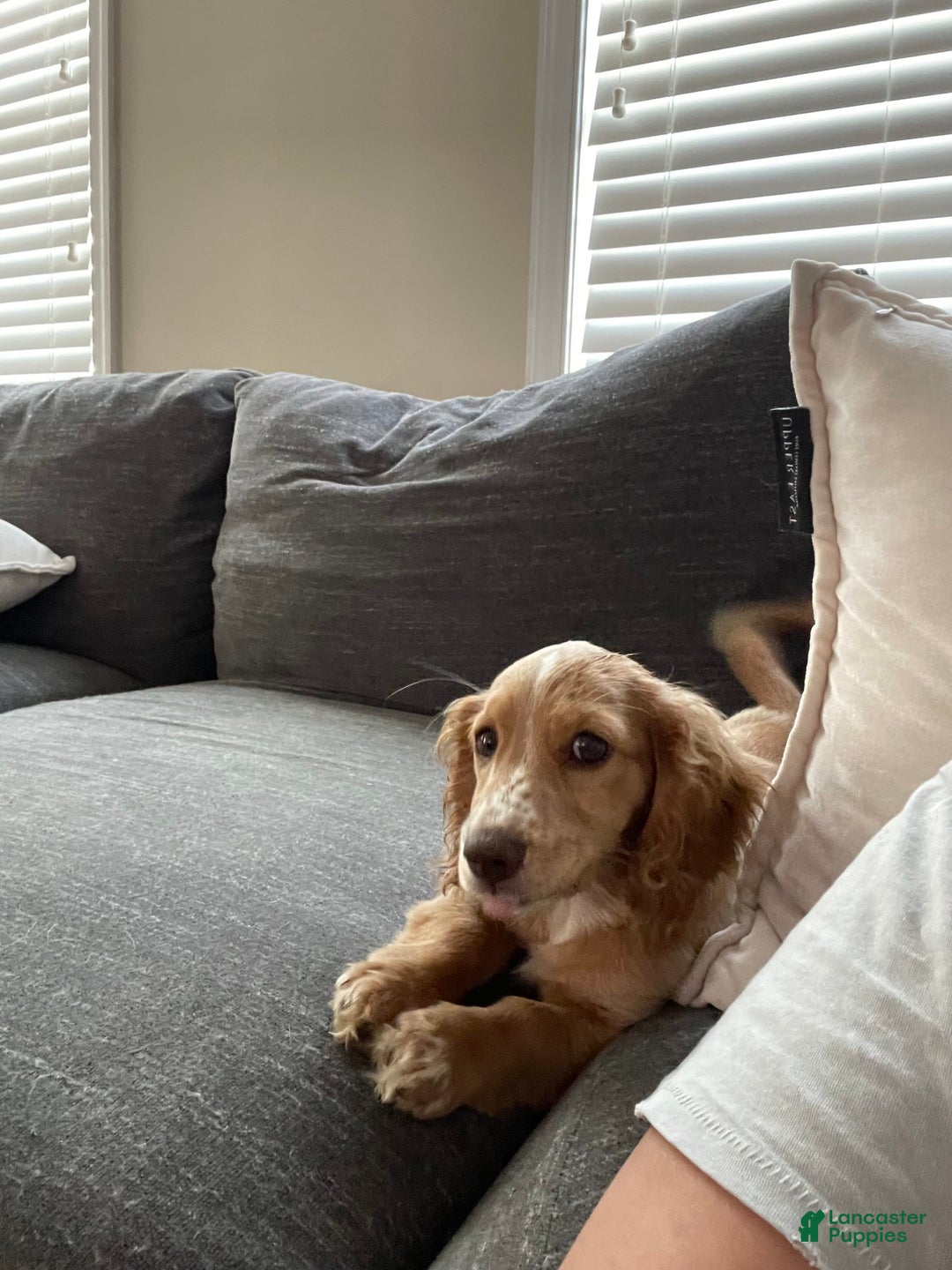Dachshund dogs for sale: Sandy - Image 7