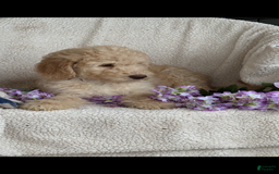 Goldendoodle dogs for sale: Gorgeous Creme Doodle - Image 7