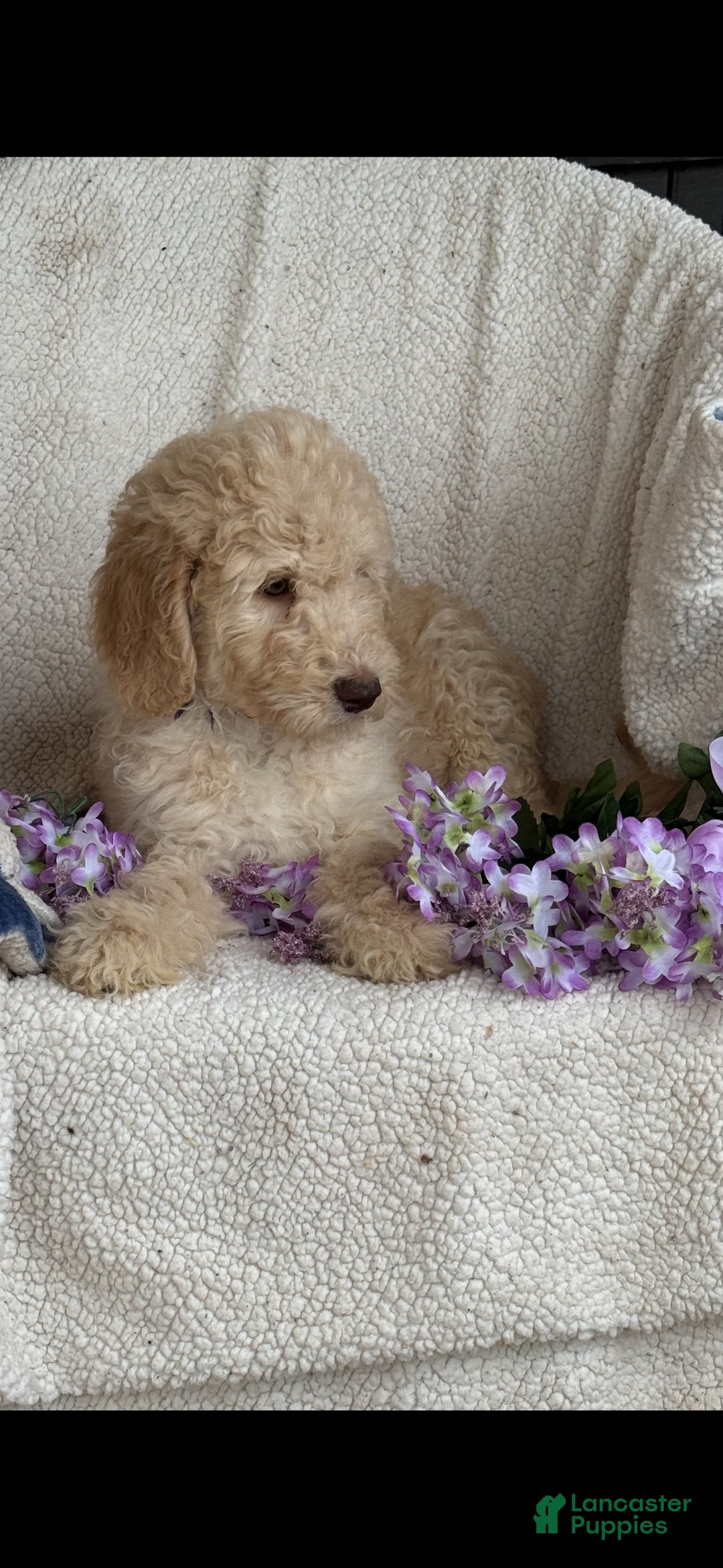 Goldendoodle dogs for sale: Gorgeous Creme Doodle - Image 7