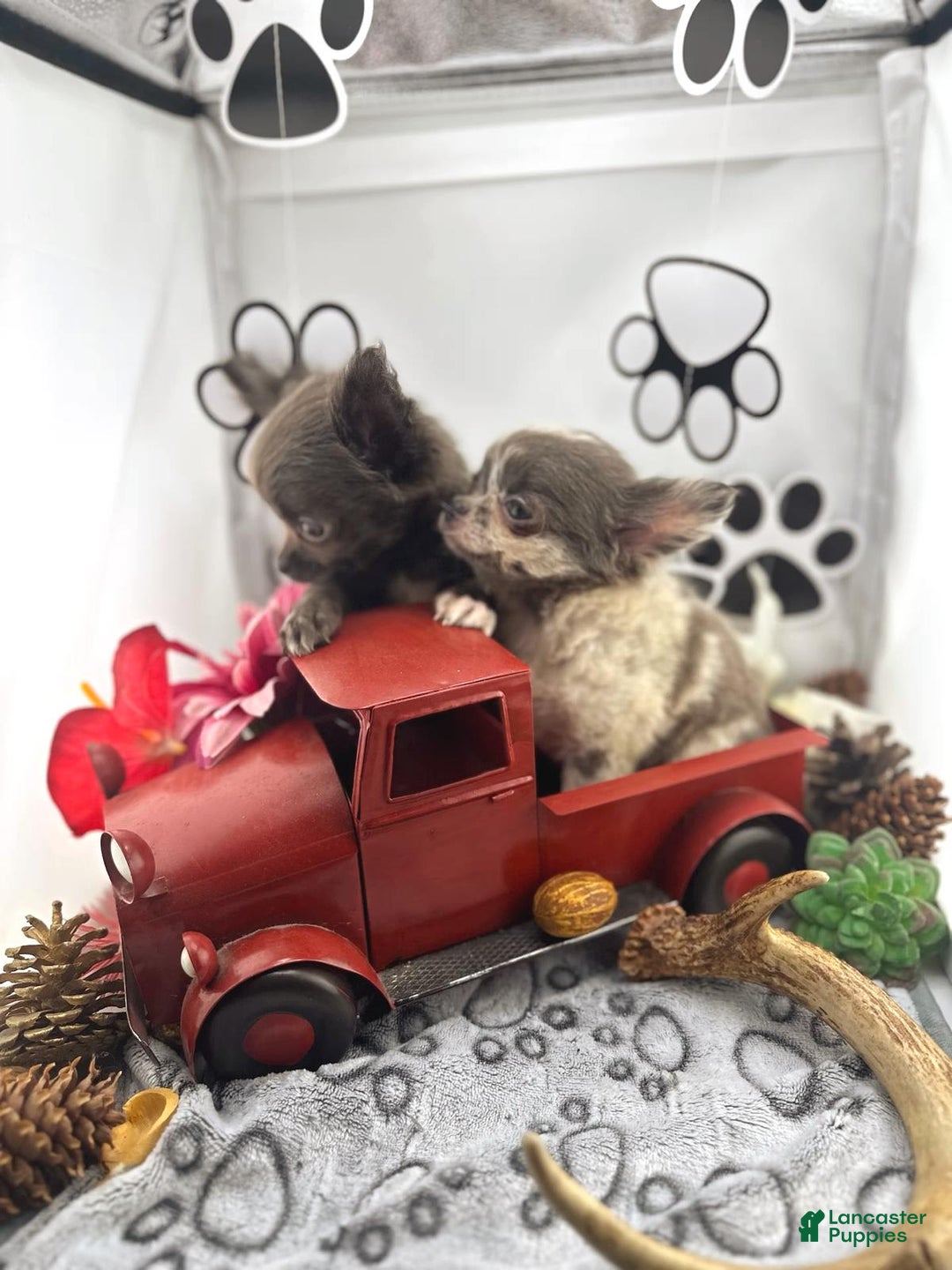 Chihuahua dogs for sale: Rosco - Image 4