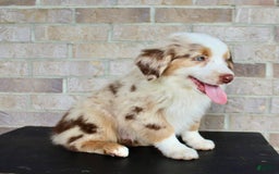 Australian Shepherd dogs for sale: Boots - Image 6