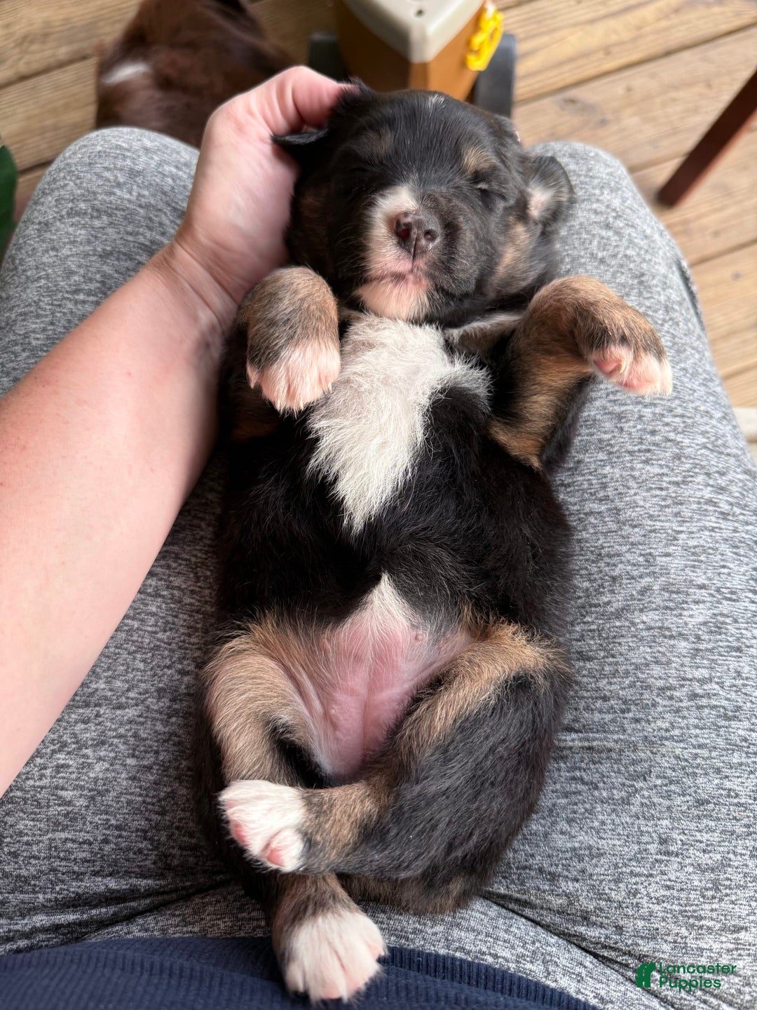 Miniature Australian Shepherd dogs for sale: Daisy - Image 8