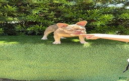 French Bulldog dogs for sale: Susu - Image 4
