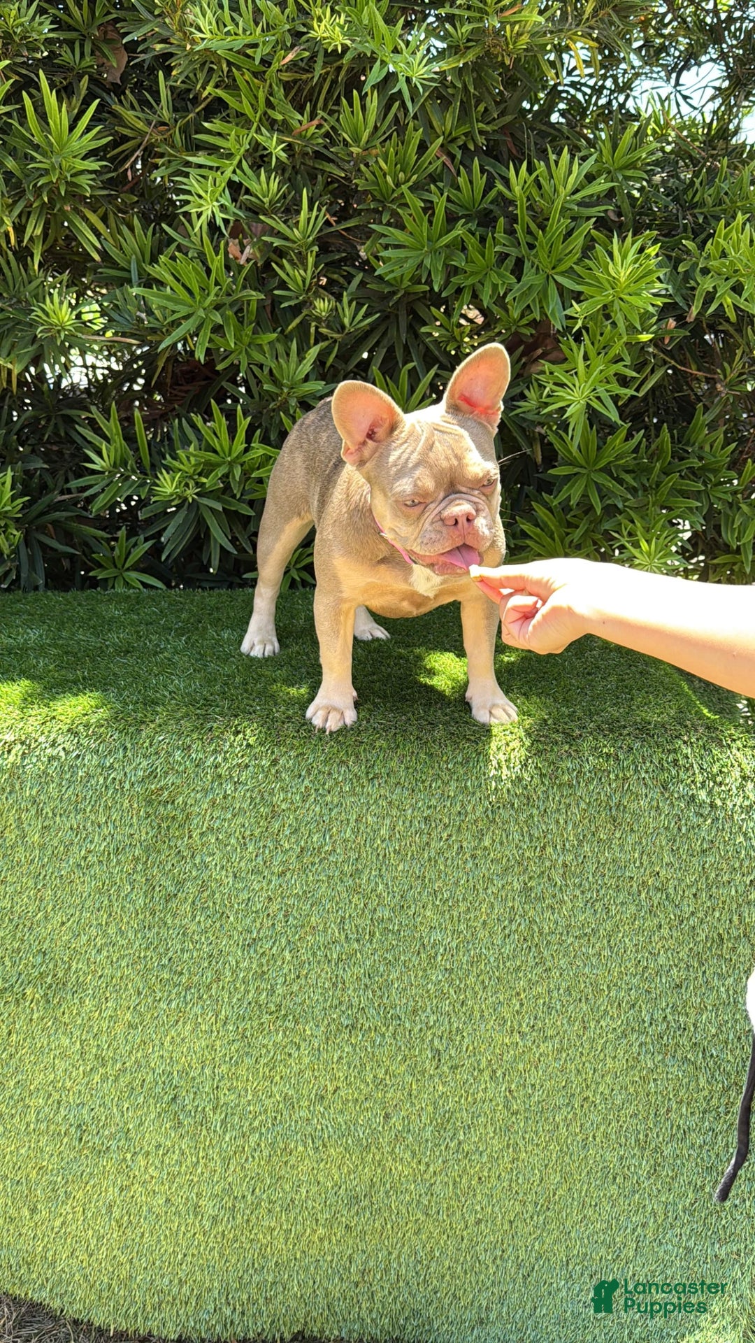 French Bulldog dogs for sale: Susu - Image 4