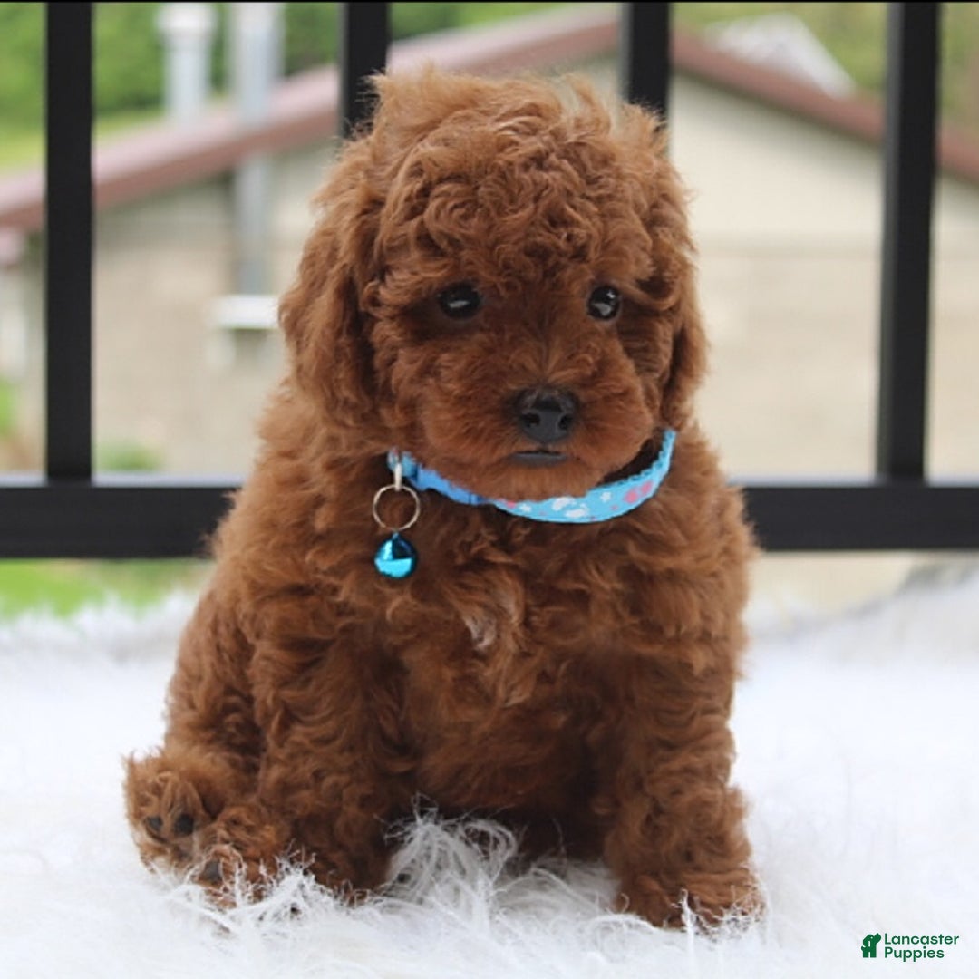 Toy Poodle dogs for sale: Tommy - Image 2