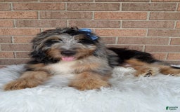 Mini Bernedoodle dogs for sale: River - Image 5