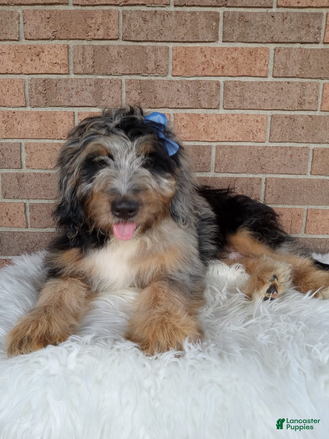 Mini Bernedoodle dogs for sale: River - Image 5