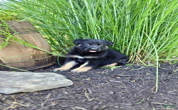 German Shepherd dogs - Advert 30