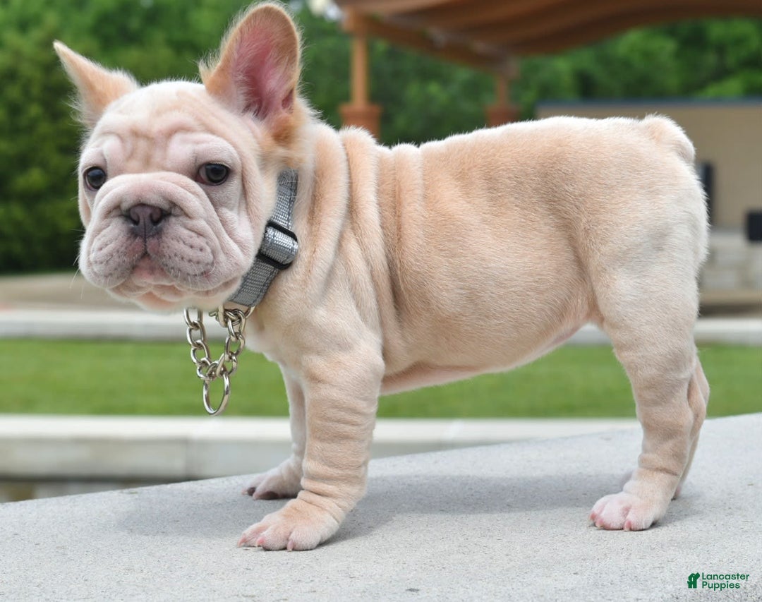 French Bulldog dogs for sale: Rayna Big Rope Velvet Fluffy - Image 44