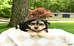 Morkie dogs for sale: Mickey - Image 6