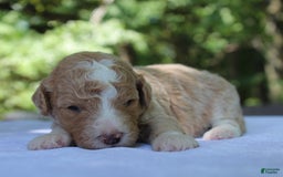 Standard Poodle dogs for sale: London Moyen - Image 11