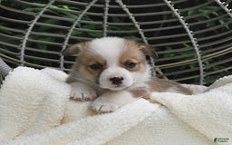 Welsh Corgi Pembroke dogs for sale: Nugget - Image 20