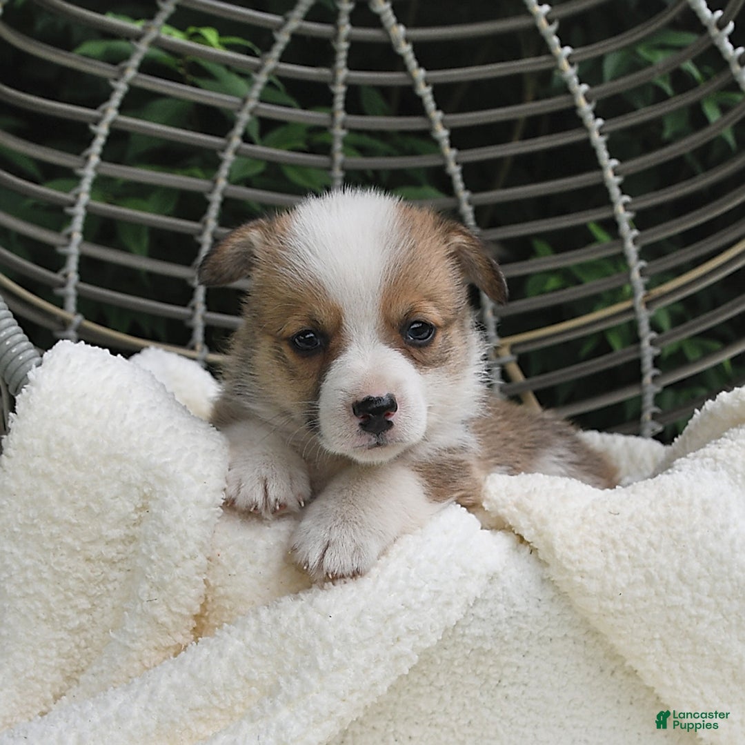 Welsh Corgi Pembroke dogs for sale: Nugget - Image 20