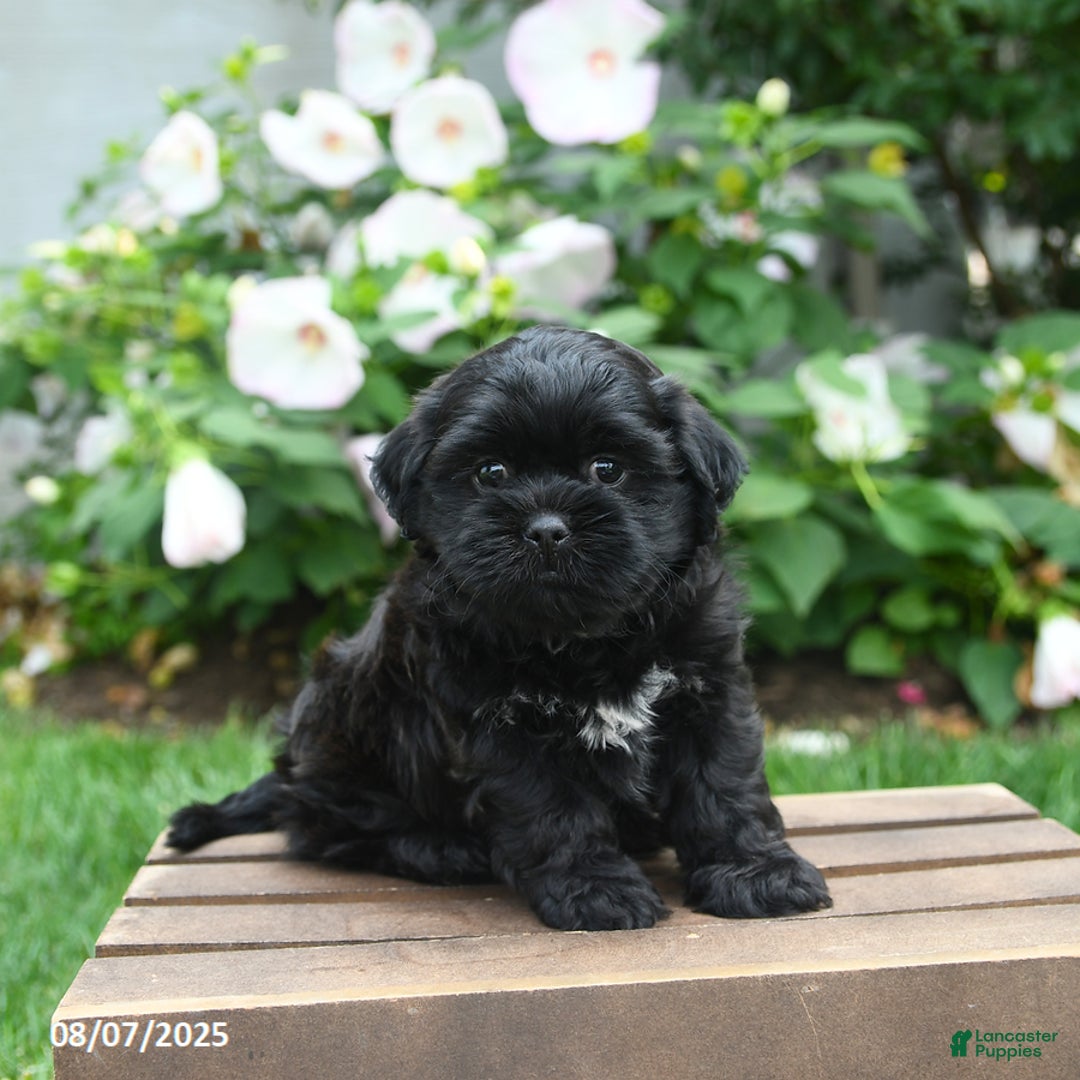 Teddy Bear dogs for sale: Twilight - Image 5