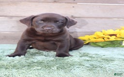 Labrador Retriever dogs for sale: Corky - Image 2