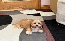 Lhasa Apso dogs for sale: Janie - Image 2